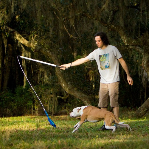 Flirt pole best sale dog training